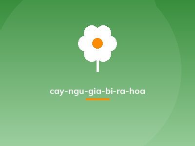 cay-ngu-gia-bi-ra-hoa