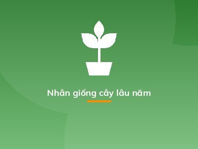 Nhân giống cây lâu năm