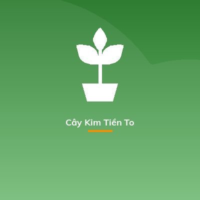 Cây Kim Tiền To