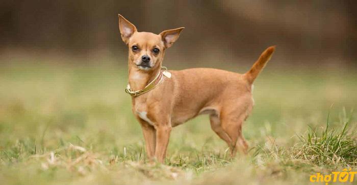 Tuy nhỏ con nhưng Chihuahua khá là hung dữ