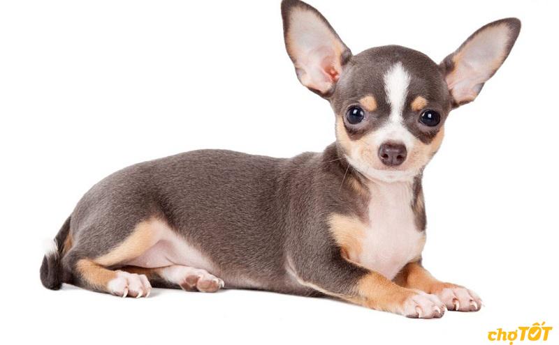 Chihuahua rất hay tỏ ra ghen tị khi không được quan tâm