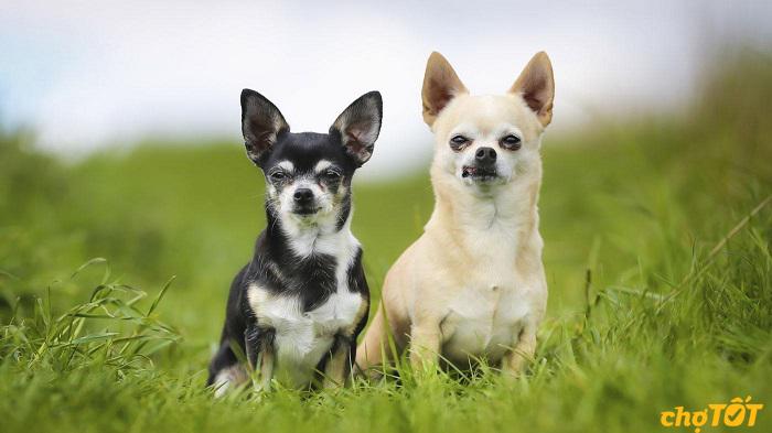 Chó Chihuahua Lai Đẹp, Nhỏ Xinh, Thuần Chủng Dễ Nuôi Giá Rẻ
