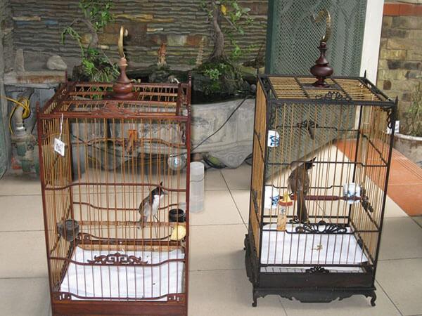Kỹ thuật nuôi chim chào mào khỏe mạnh, hót hay cho người mới bắt đầu