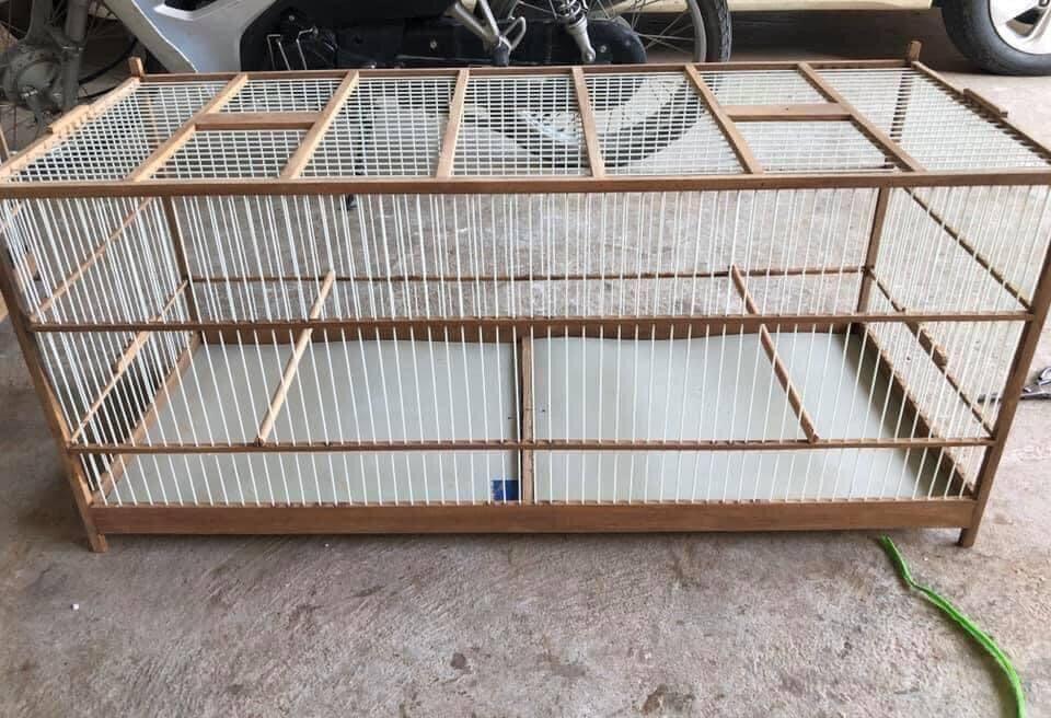 Kỹ thuật nuôi chim chào mào khỏe mạnh, hót hay cho người mới bắt đầu