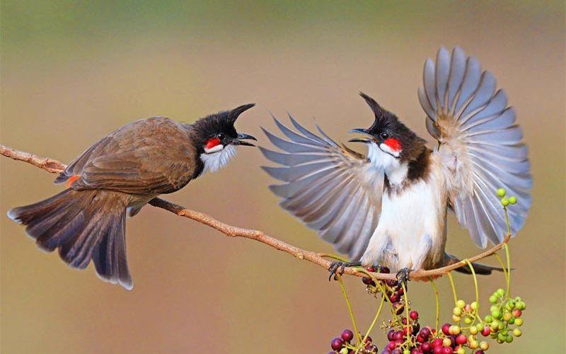 Thời gian phù hợp để kích chào mào lên lửa?