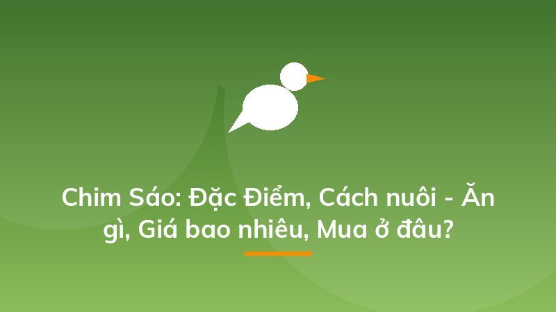 Chim Sáo: Đặc Điểm, Cách nuôi - Ăn gì, Giá bao nhiêu, Mua ở đâu?