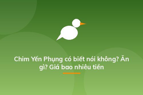 Chim Yến Phụng có biết nói không? Ăn gì? Giá bao nhiêu tiền