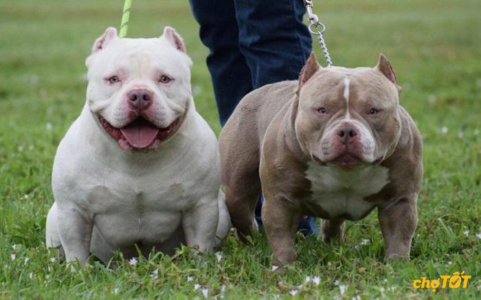 Mua Bán Chó Bully Mỹ Lai, American Bully Thuần Chủng, Giá Tốt