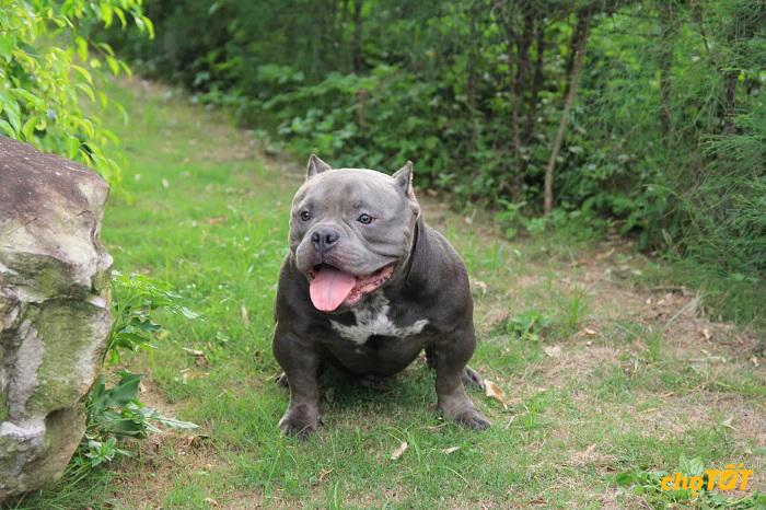 Môi trường sống của Bully