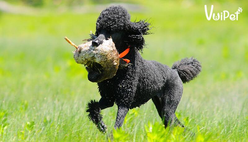 Các Loại Chó POODLE và GIÁ CHÓ POODLE theo từng loại - VuiPet