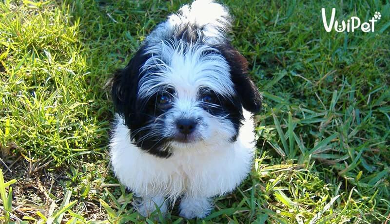 Các Loại Chó POODLE và GIÁ CHÓ POODLE theo từng loại – VuiPet