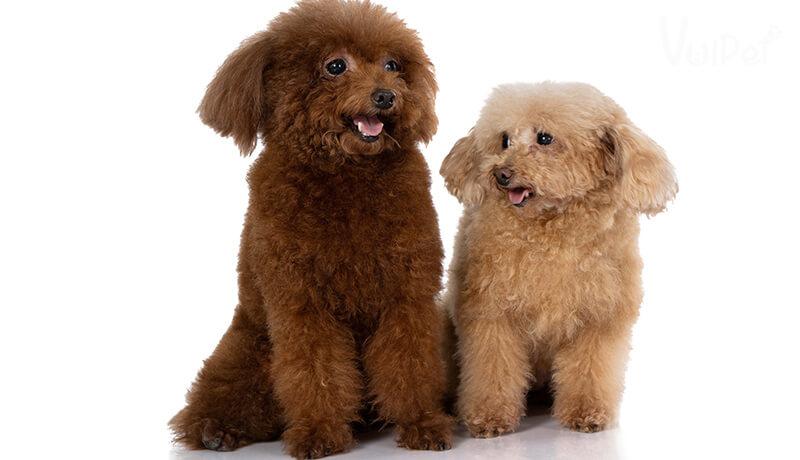 Các Loại Chó POODLE và GIÁ CHÓ POODLE theo từng loại – VuiPet