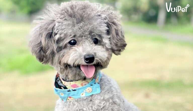 Các Loại Chó POODLE và GIÁ CHÓ POODLE theo từng loại – VuiPet