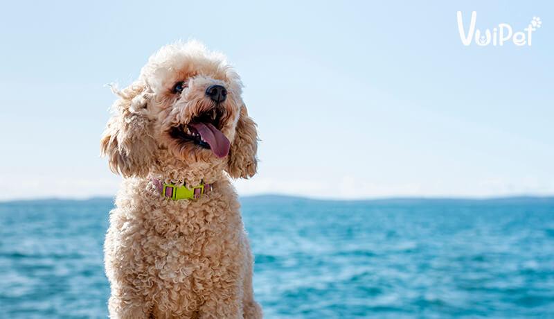 Các Loại Chó POODLE và GIÁ CHÓ POODLE theo từng loại – VuiPet
