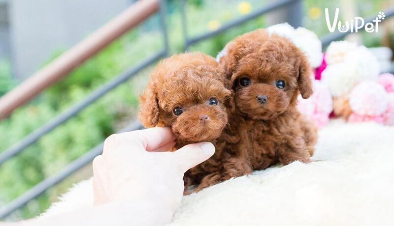 Các Loại Chó POODLE và GIÁ CHÓ POODLE theo từng loại – VuiPet