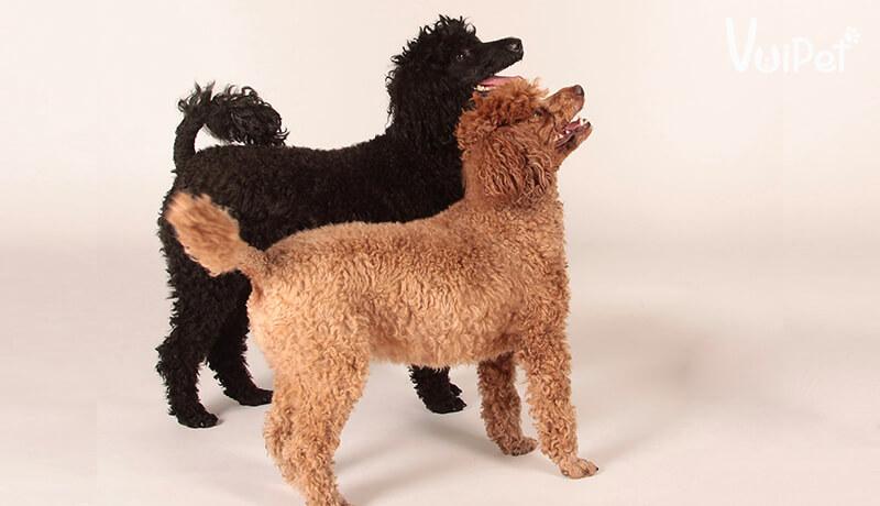 Các Loại Chó POODLE và GIÁ CHÓ POODLE theo từng loại – VuiPet