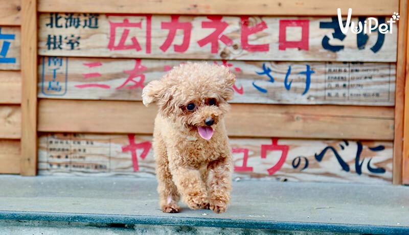 Các Loại Chó POODLE và GIÁ CHÓ POODLE theo từng loại – VuiPet