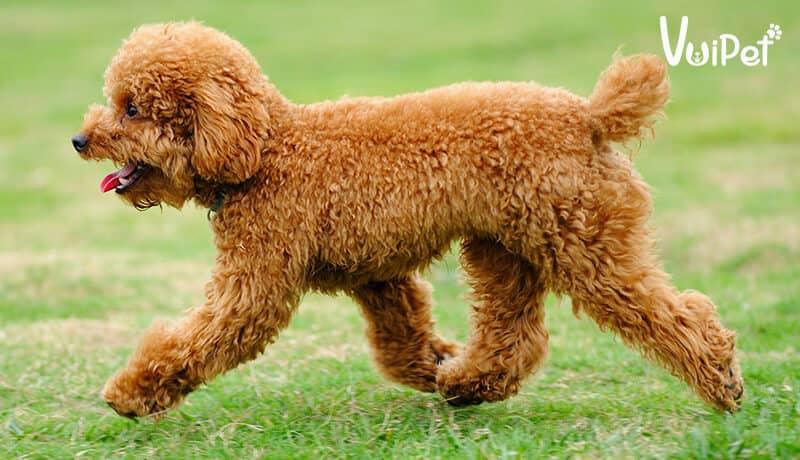 Các Loại Chó POODLE và GIÁ CHÓ POODLE theo từng loại – VuiPet