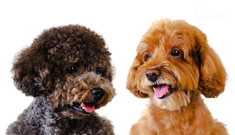 Các Loại Chó POODLE và GIÁ CHÓ POODLE theo từng loại – VuiPet