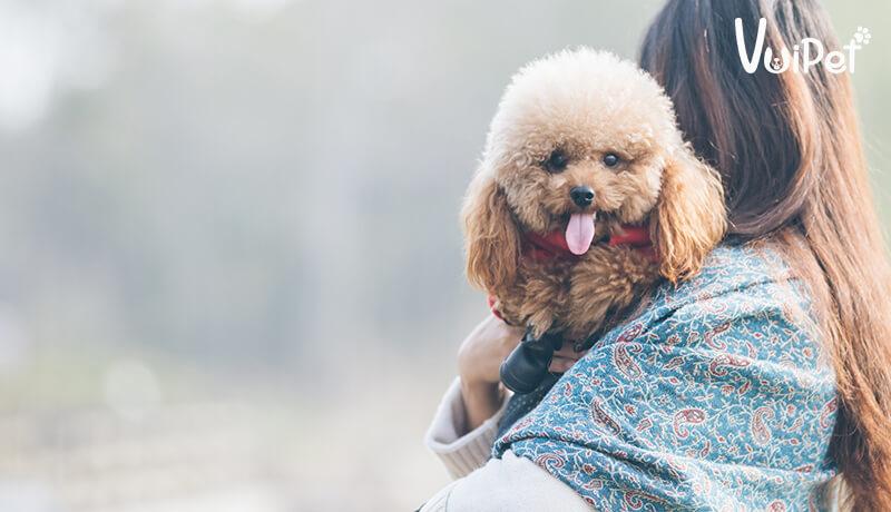 Các Loại Chó POODLE và GIÁ CHÓ POODLE theo từng loại – VuiPet