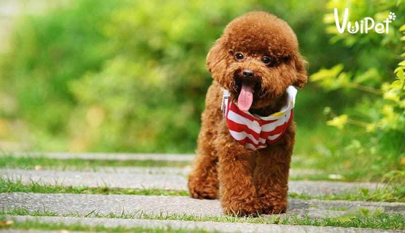 Các Loại Chó POODLE và GIÁ CHÓ POODLE theo từng loại – VuiPet