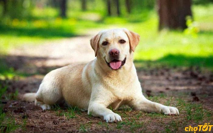 Labrador là loài chó trung thành tuyệt đối
