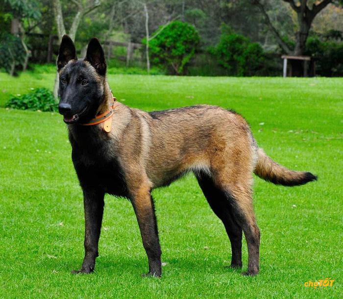 Ngoại hình nổi bật của chú chó Malinois