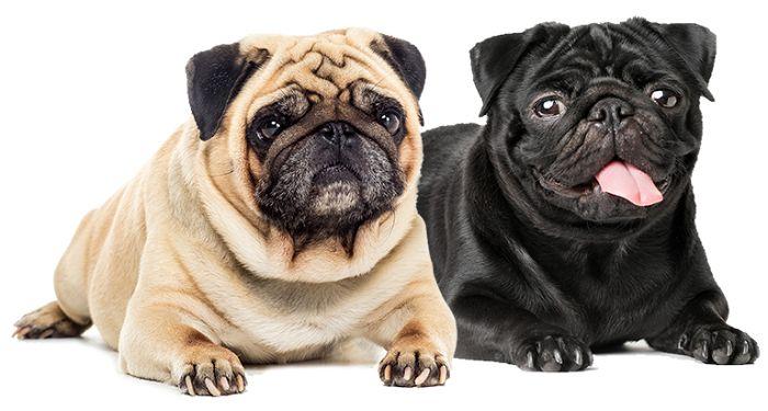 Chó mặt xệ bao nhiêu tiền? Nguồn gốc và đặc điểm của loại chó này