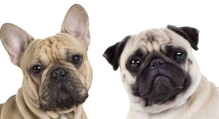 2. Đặc điểm ngoại hình tính cách chó mặt xệ