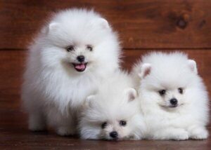 CHÓ PHỐC SÓC MINI GIÁ BAO NHIÊU?