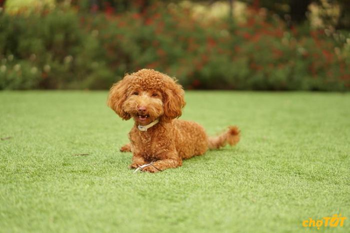 Chó Poodle Tiny, Standard, Teacup Lai Đẹp, Thuần Chủng , Giá Tốt