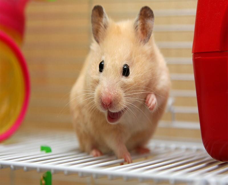 1. Nguồn gốc của chuột Hamster