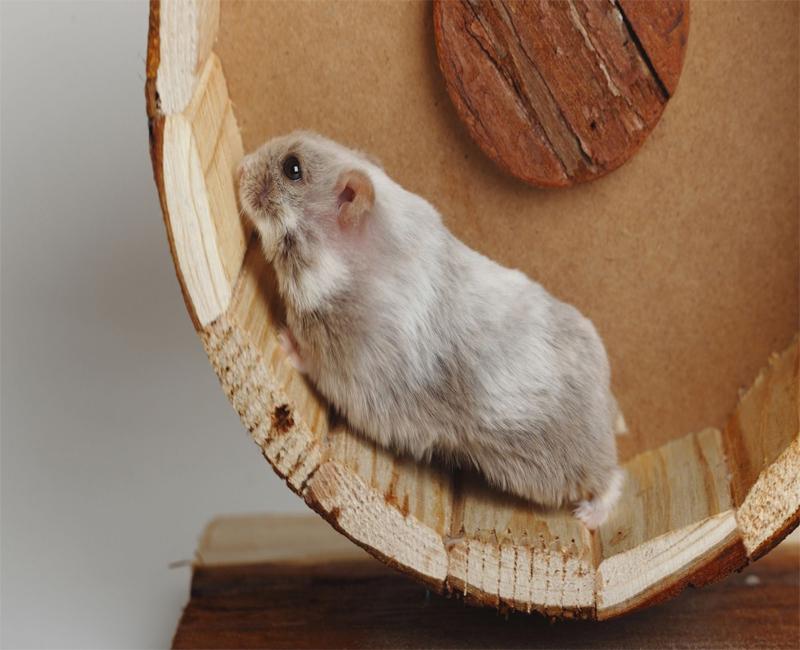 3. Các loại chuột Hamster phổ biến hiện nay