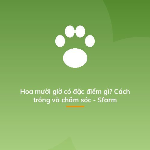 Hoa mười giờ có đặc điểm gì? Cách trồng và chăm sóc - Sfarm