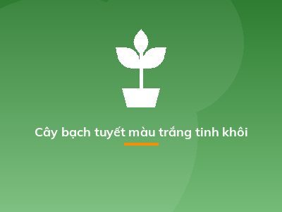 Cây bạch tuyết màu trắng tinh khôi