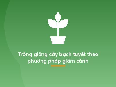 Trồng giống cây bạch tuyết theo phương pháp giâm cành