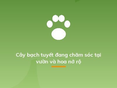 Cây bạch tuyết đang chăm sóc tại vườn và hoa nở rộ