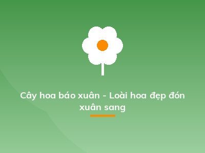 Cây hoa báo xuân - Loài hoa đẹp đón xuân sang
