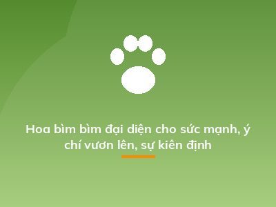 Hoa bìm bìm đại diện cho sức mạnh, ý chí vươn lên, sự kiên định