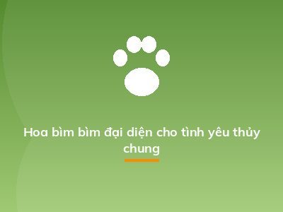Hoa bìm bìm đại diện cho tình yêu thủy chung