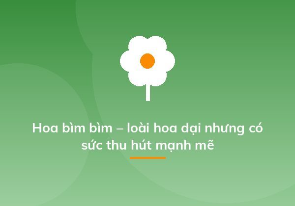 Hoa bìm bìm – loài hoa dại nhưng có sức thu hút mạnh mẽ