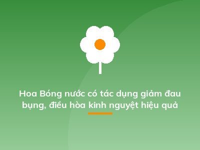 Hoa Bóng nước có tác dụng giảm đau bụng, điều hòa kinh nguyệt hiệu quả