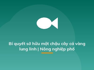 Bí quyết sở hữu một chậu cây cá vàng lung linh | Nông nghiệp phố