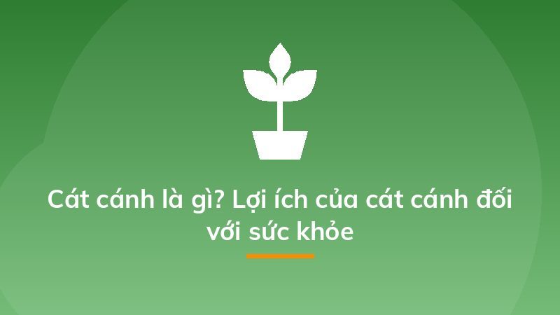 Hoa cát canh có hình chuông, màu xanh lam và mép có 5 thùy, các thùy có gân nổi rõ