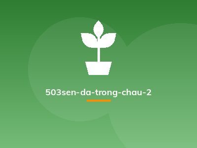 503sen-da-trong-chau-2