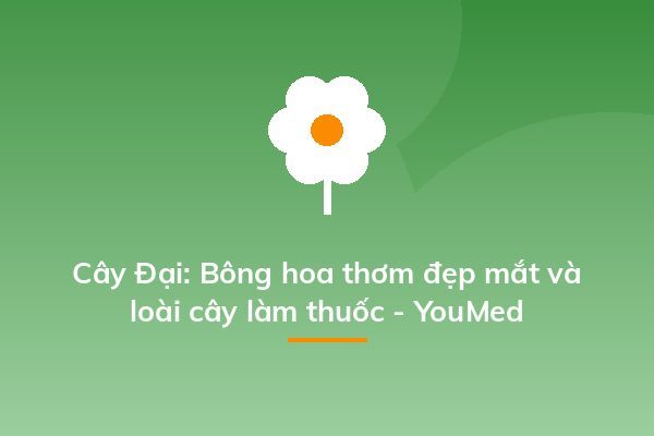 Cây Đại: Bông hoa thơm đẹp mắt và loài cây làm thuốc - YouMed