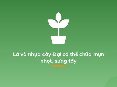 Lá và nhựa cây Đại có thể chữa mụn nhọt, sưng tấy