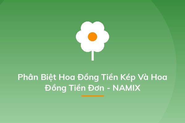 Phân Biệt Hoa Đồng Tiền Kép Và Hoa Đồng Tiền Đơn - NAMIX