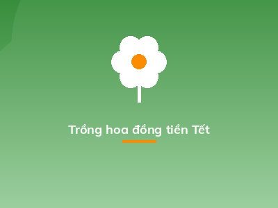Trồng hoa đồng tiền Tết
