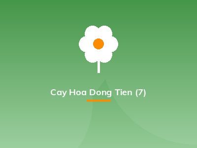 Cay Hoa Dong Tien (7)